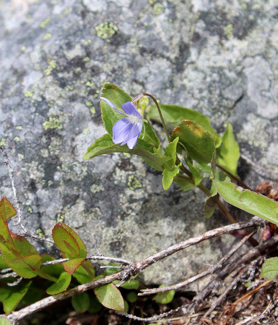 Image of Viola canina specimen.