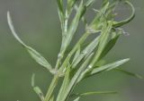 Stellaria longifolia