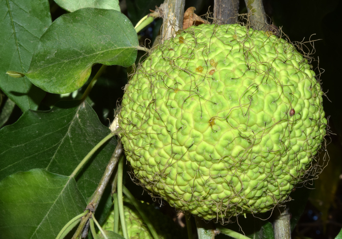 Изображение особи Maclura pomifera.