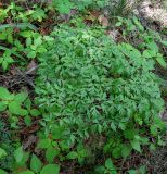 Peucedanum oreoselinum