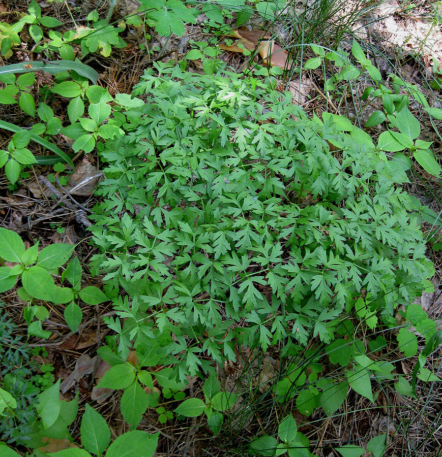 Изображение особи Peucedanum oreoselinum.