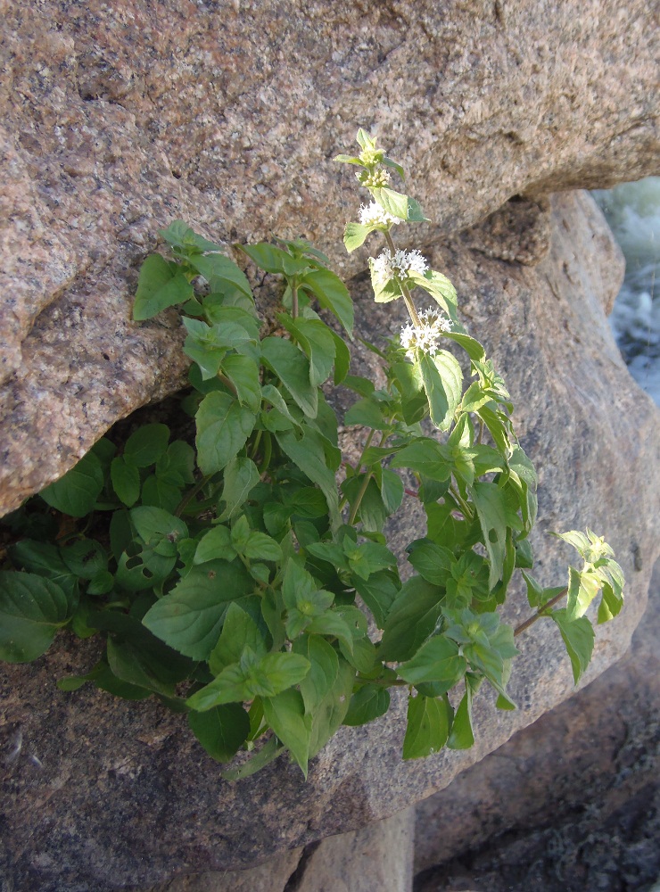 Image of Mentha arvensis specimen.