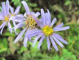 Aster bessarabicus