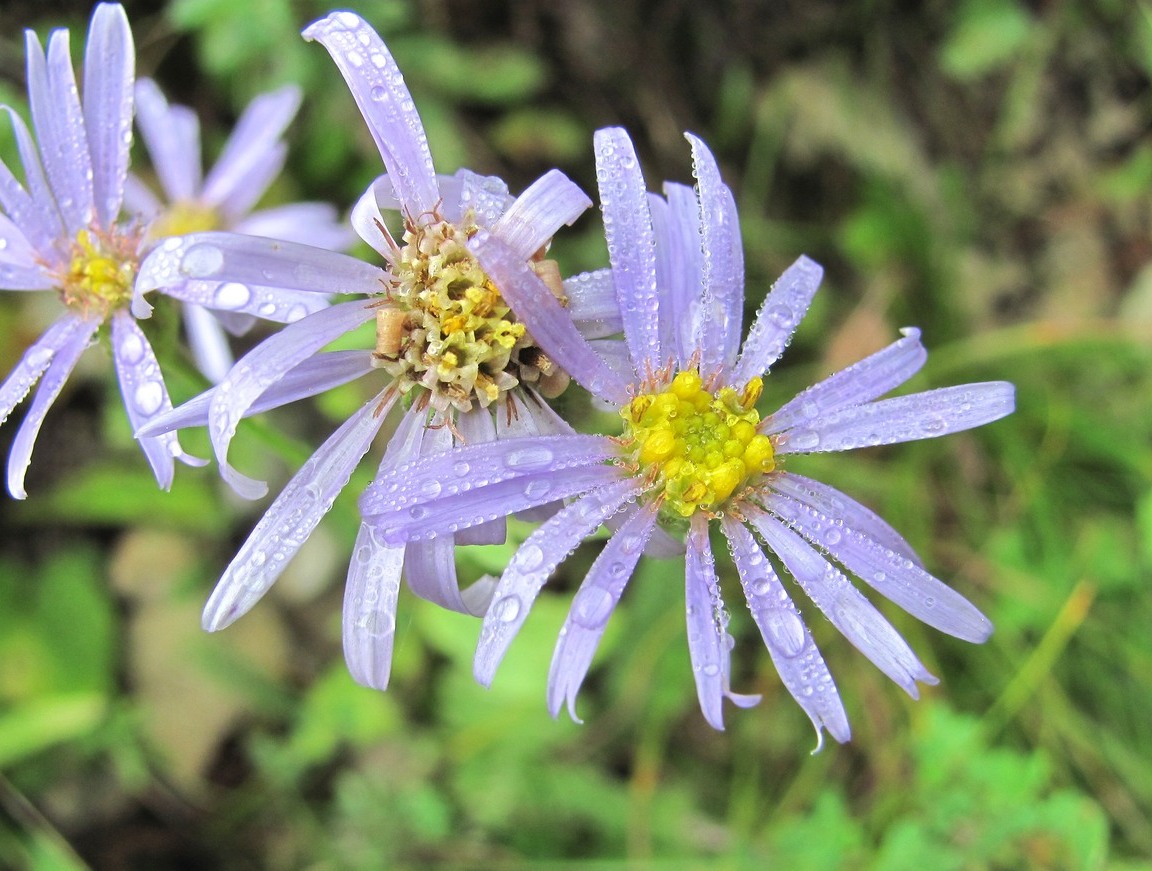 Image of Aster bessarabicus specimen.