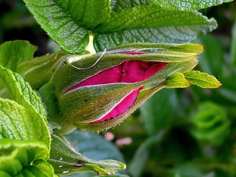 Image of Rosa rugosa specimen.
