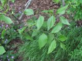 Celtis glabrata