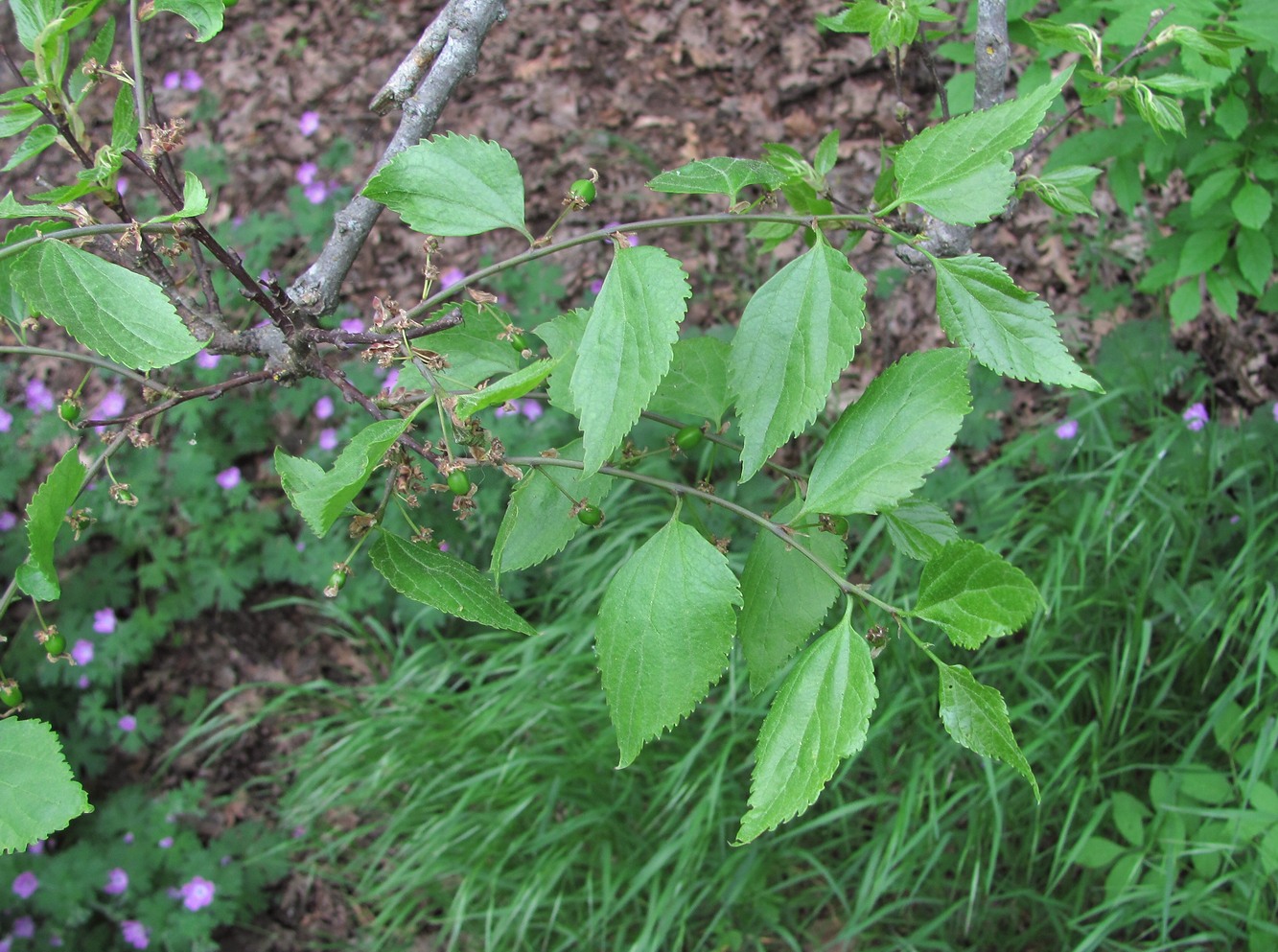 Изображение особи Celtis glabrata.