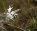 Dianthus acicularis. Цветок. Башкортостан, Учалинский р-н, Ильчигуловский сельсовет, окр. дер. Мулдашево, хр. Нурали, каменистый склон, ≈ 700 м н.у.м. 7 сентября 2018 г.