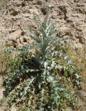 Onopordum leptolepis. Зацветающее растение. Узбекистан, северная часть г. Самарканд, холмы Афрасиаба. 03.05.2018.