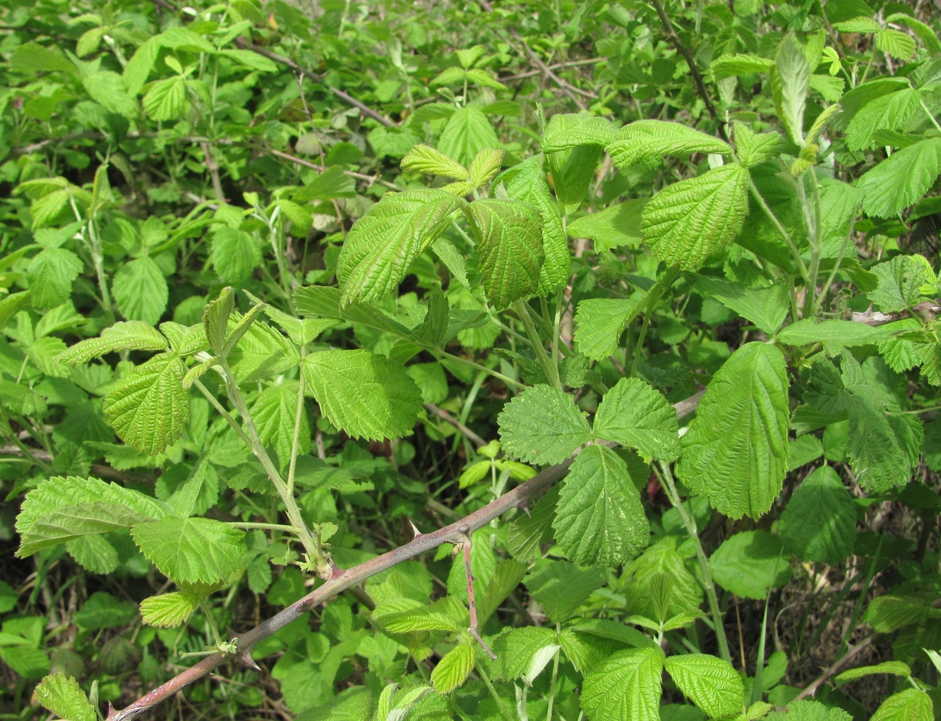 Изображение особи Rubus sanctus.