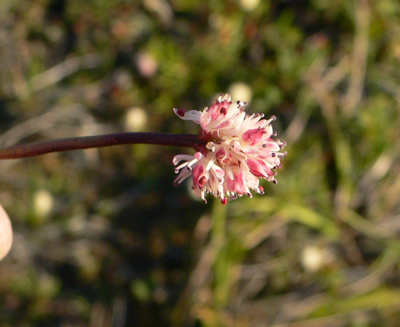 Image of Tofieldia coccinea specimen.