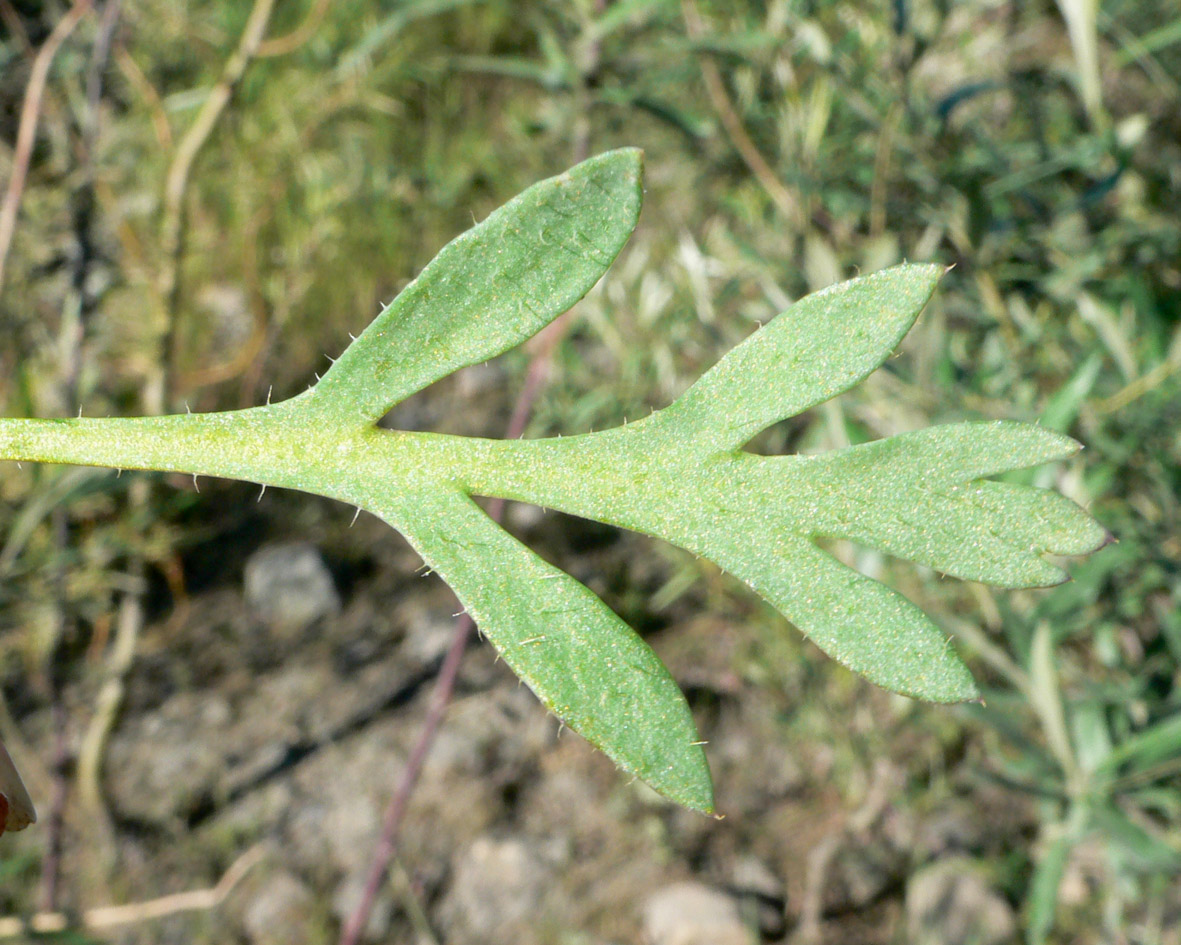 Image of Papaver lapponicum ssp. orientale specimen.