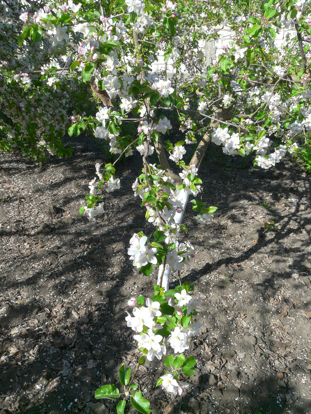 Изображение особи Malus domestica.