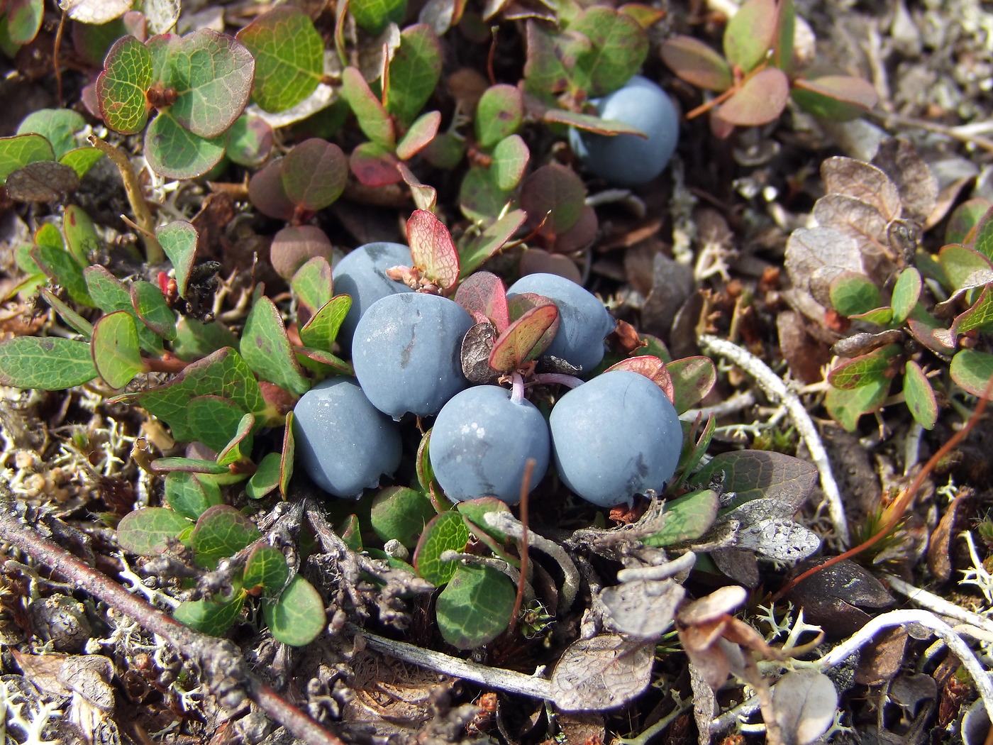 Изображение особи Vaccinium vulcanorum.