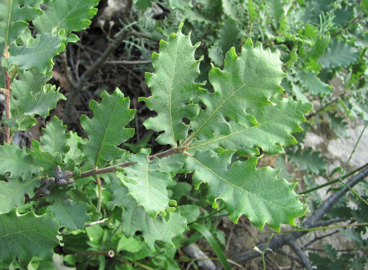 Image of Quercus pubescens specimen.