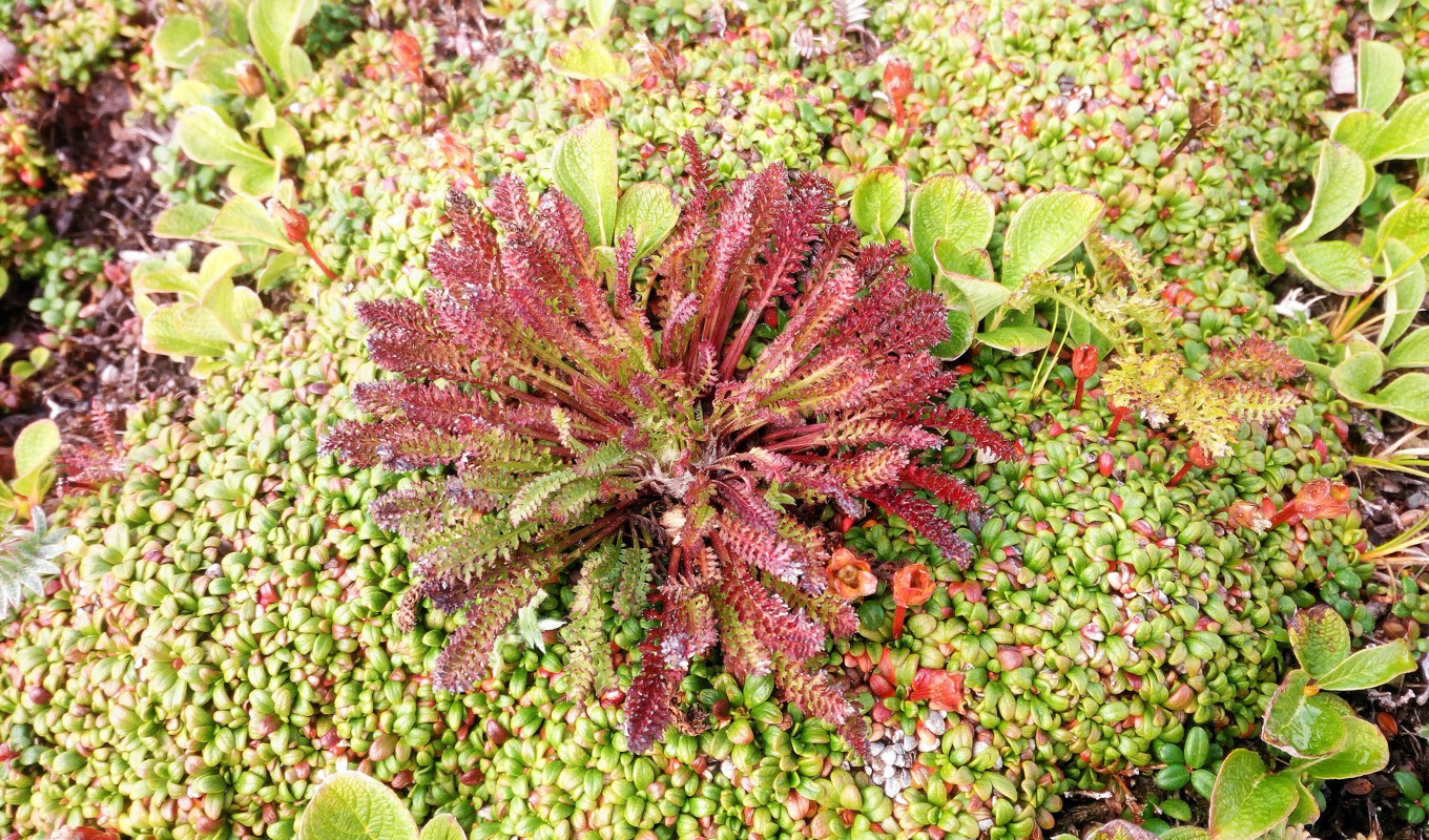 Image of genus Pedicularis specimen.