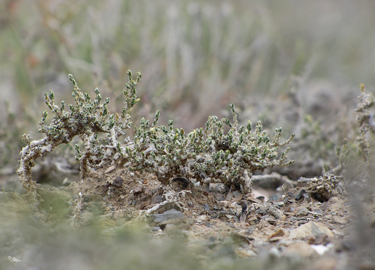 Image of Nanophyton erinaceum ssp. karataviense specimen.