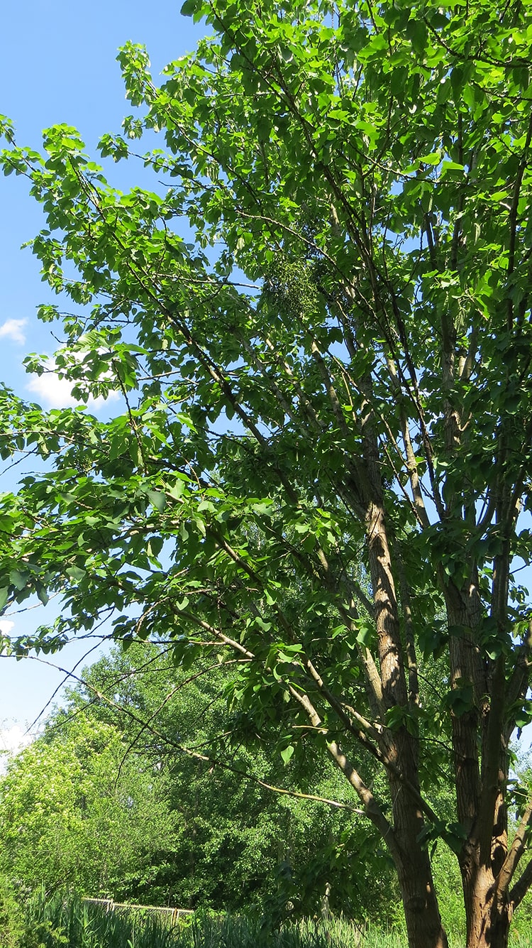 Image of Populus wilsonii specimen.