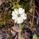 Gastrolychnis saxatilis