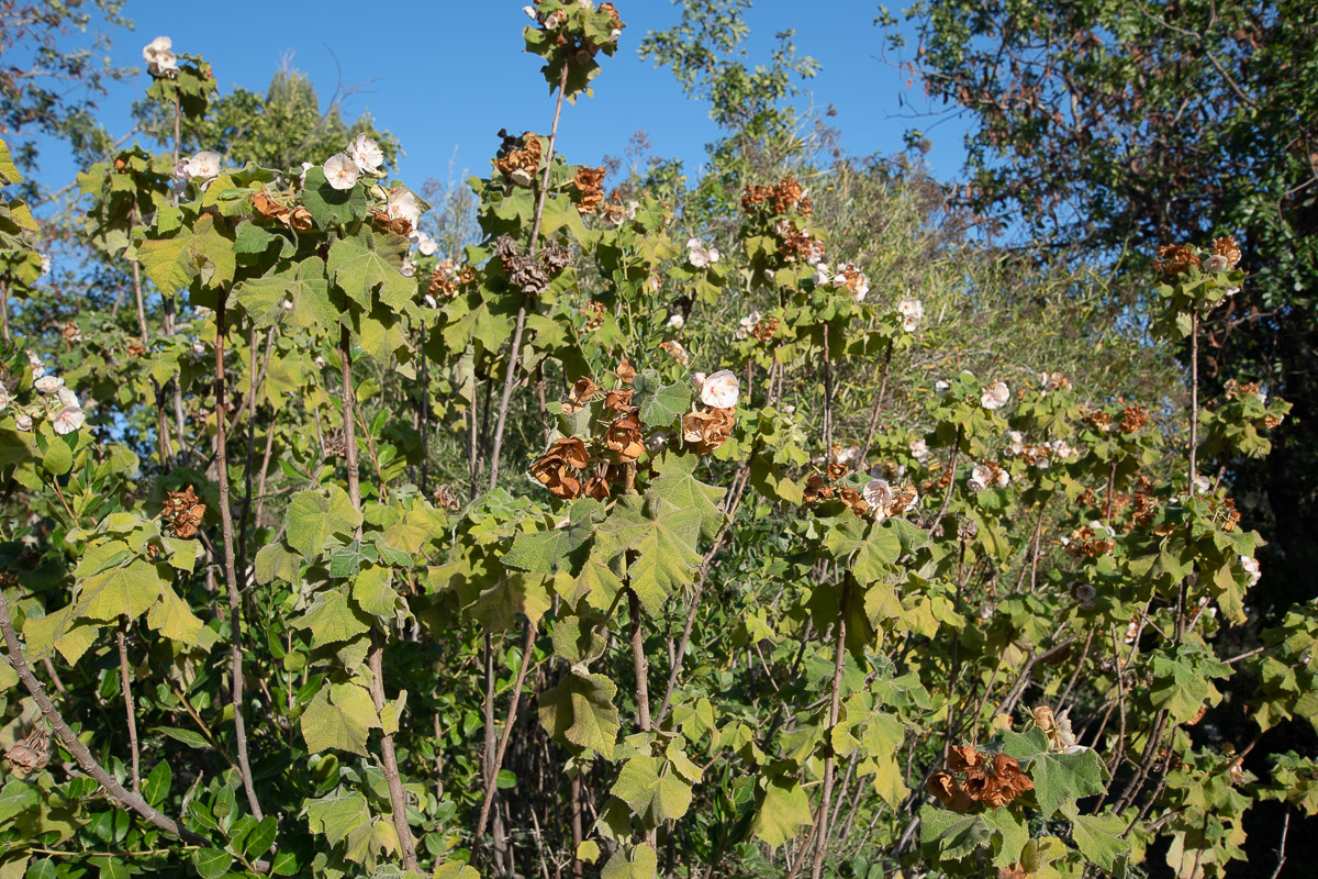 Изображение особи Dombeya burgessiae.