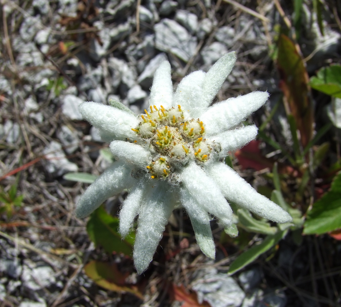 Изображение особи Leontopodium stellatum.