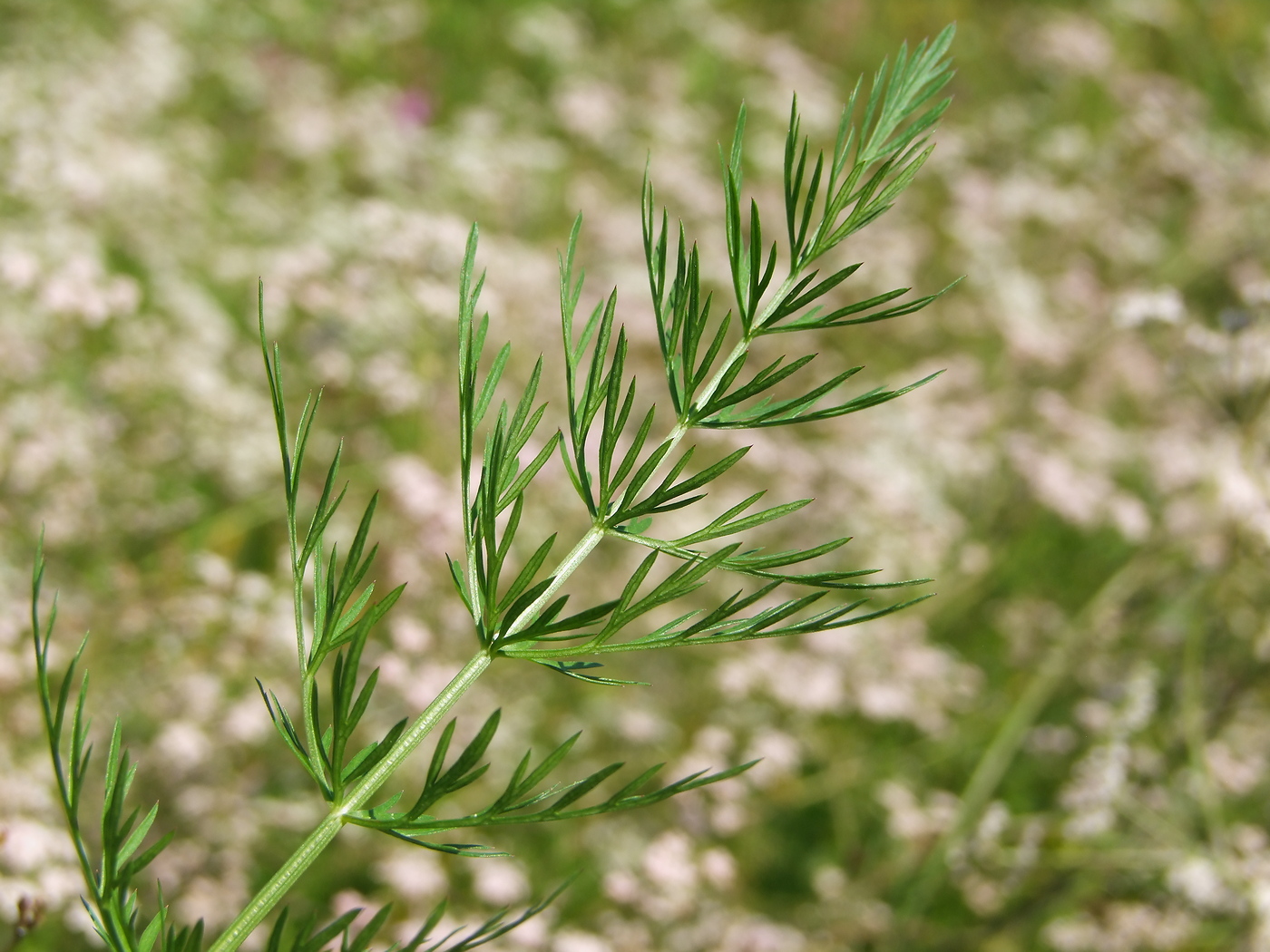 Image of Carum carvi specimen.