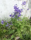 Polemonium