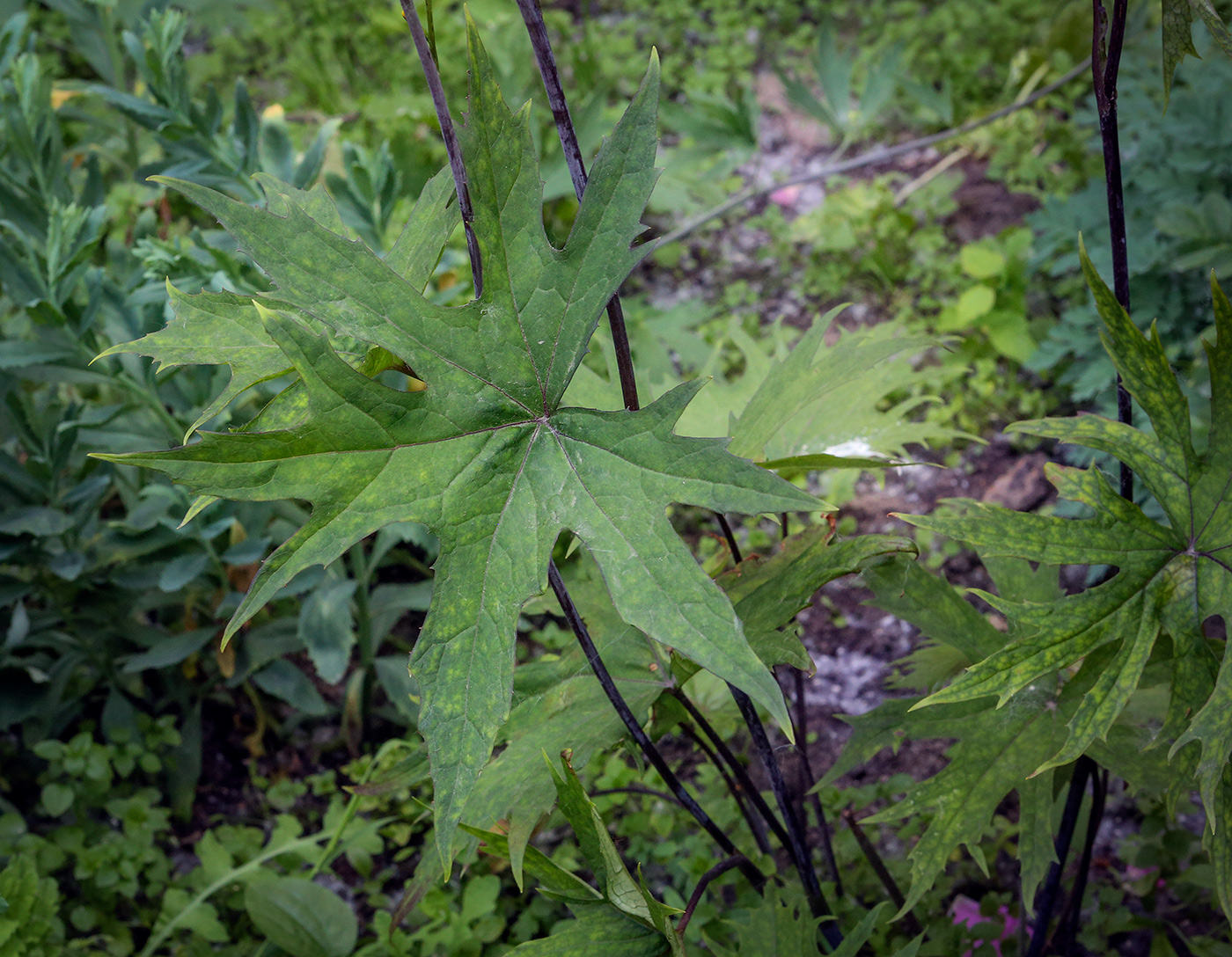 Изображение особи Ligularia przewalskii.