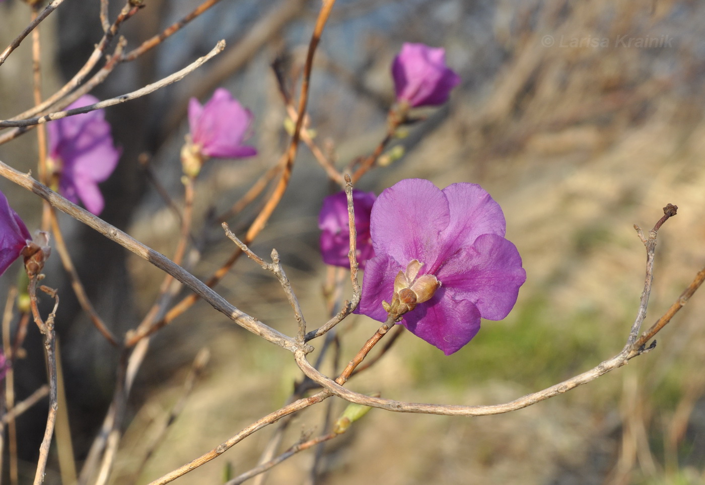 Image of Rhododendron mucronulatum specimen.