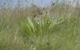 Plantago lanceolata. Зацветающее растение. Крым, Керченский п-ов, Приазовье, Осовинская степь. 01.05.2019.