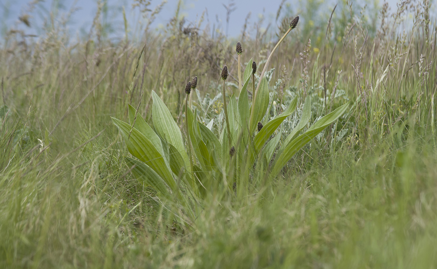 Image of Plantago lanceolata specimen.