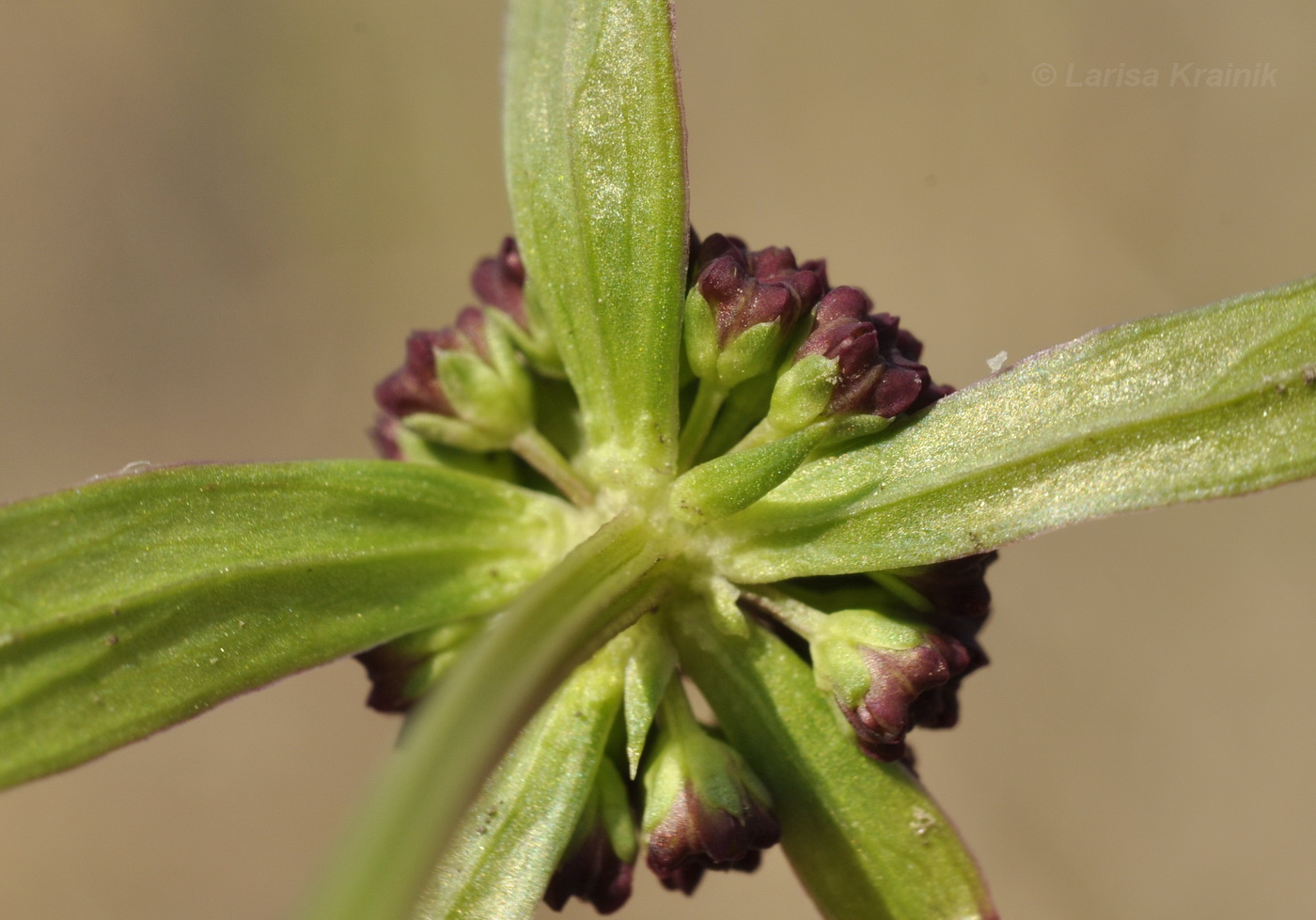 Изображение особи Sanicula rubriflora.