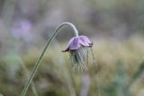 Pulsatilla pratensis