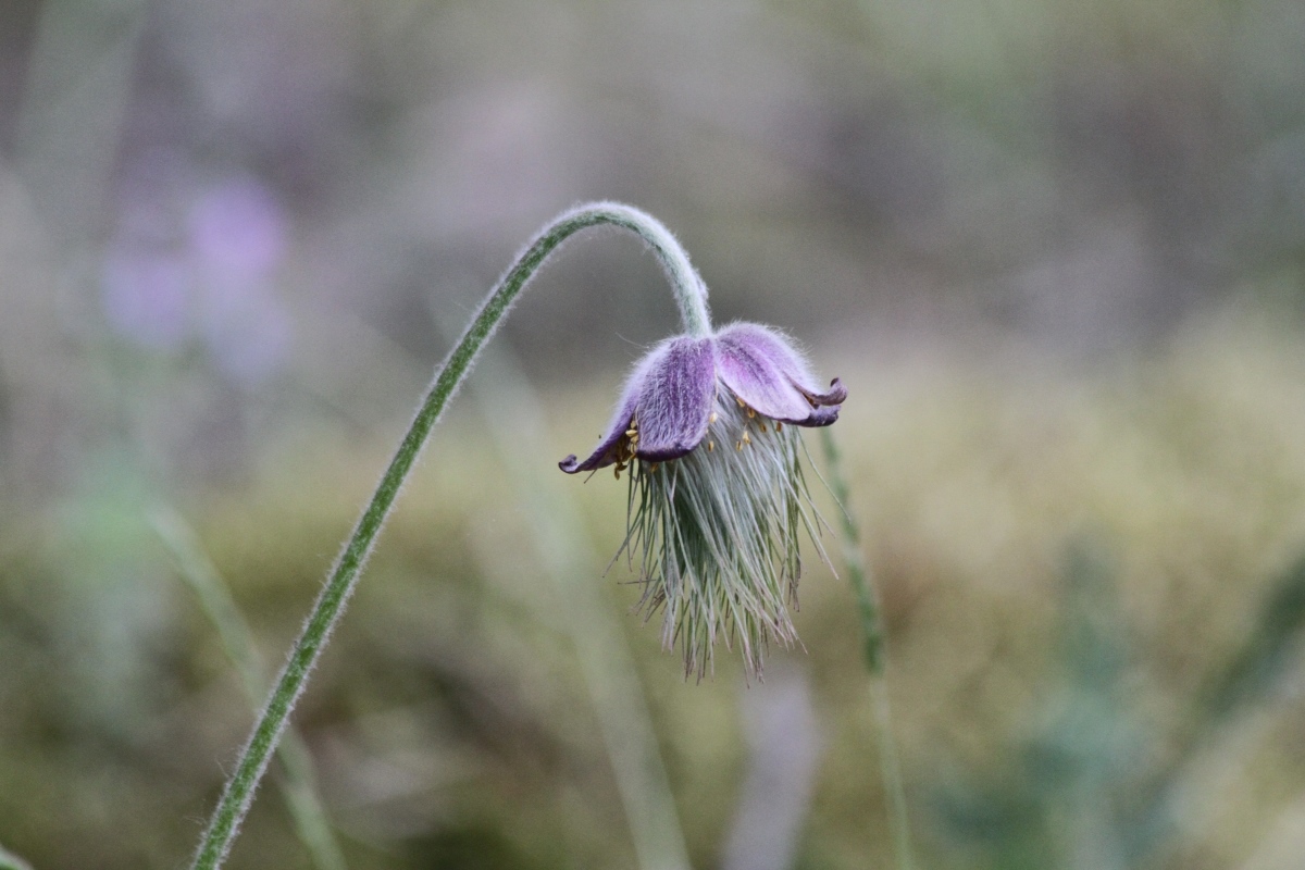 Image of Pulsatilla pratensis specimen.