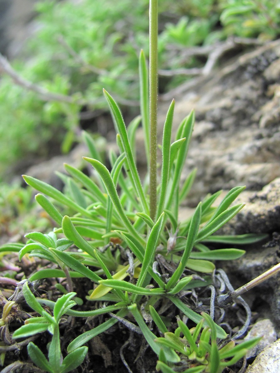 Изображение особи Silene saxatilis.