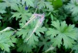 Geranium himalayense. Завязавшиеся плоды в тополином пухе. Москва, ЦАО, Таганский р-н, Верхняя Сыромятническая ул., в культуре. 29.05.2019.