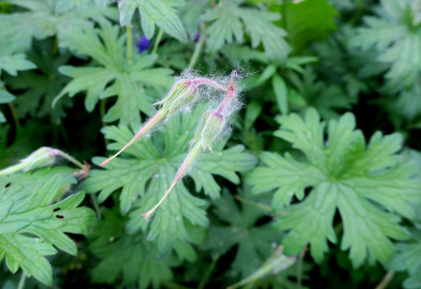 Image of Geranium himalayense specimen.