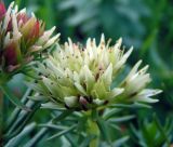 Rhodiola algida