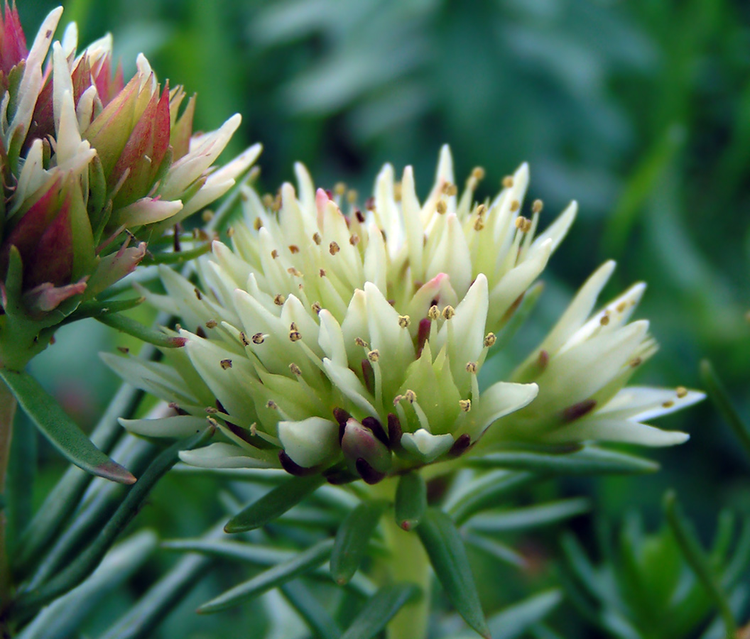 Изображение особи Rhodiola algida.