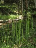 Equisetum &times; moorei