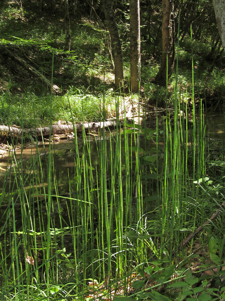 Image of Equisetum &times; moorei specimen.