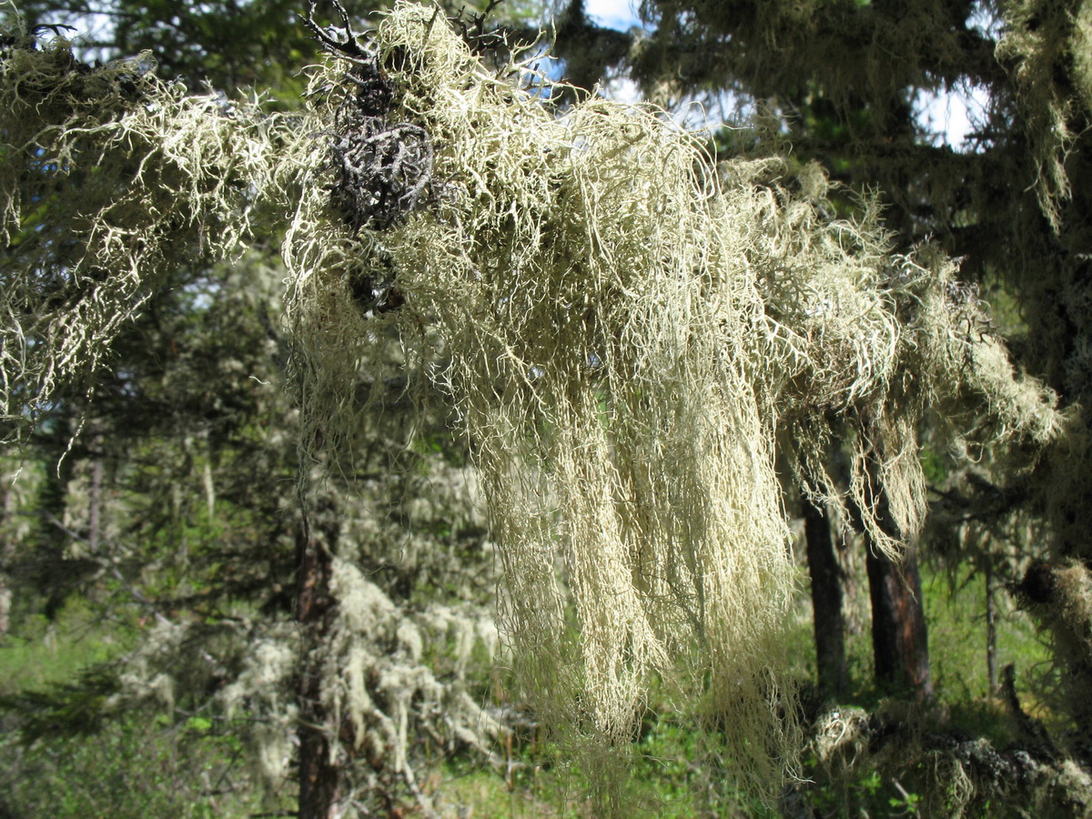 Image of Usnea longissima specimen.