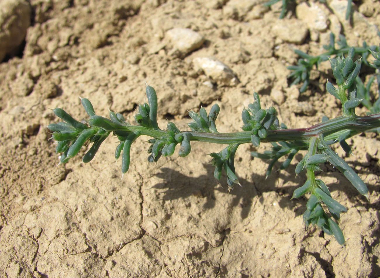 Изображение особи род Salsola.