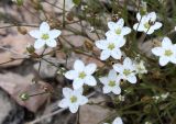 Minuartia uralensis