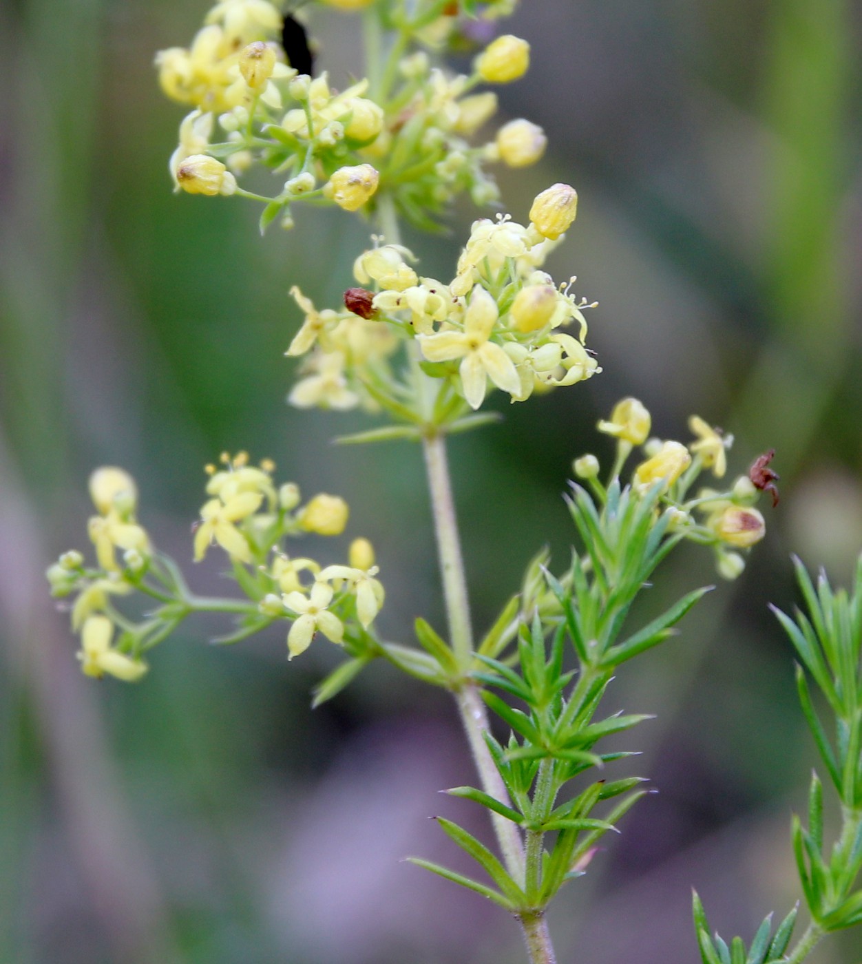 Изображение особи Galium &times; pomeranicum.