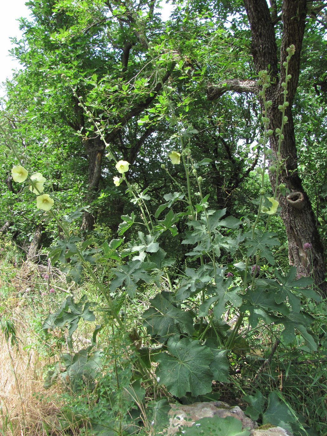 Изображение особи Alcea rugosa.