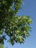 Fraxinus pennsylvanica