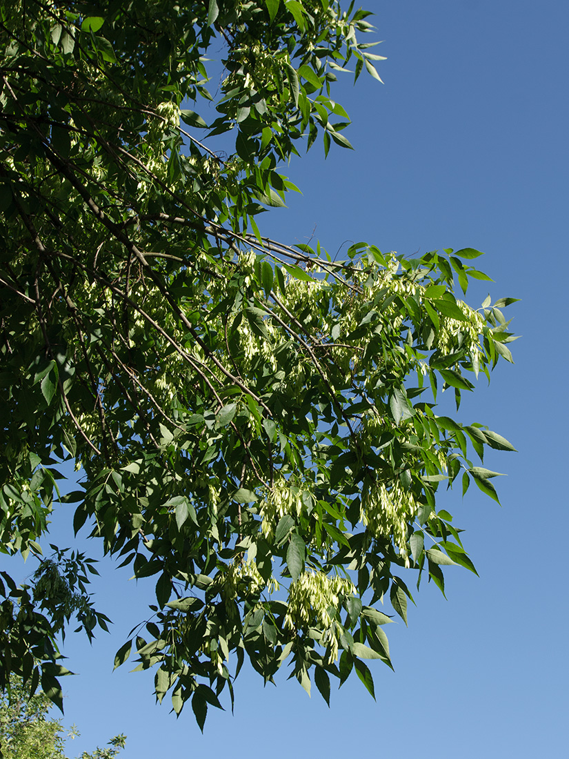 Image of Fraxinus pennsylvanica specimen.