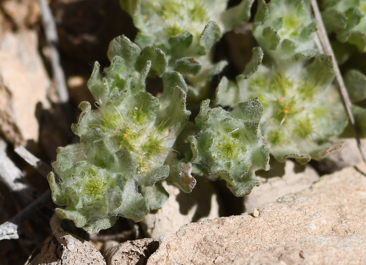 Image of Filago desertorum specimen.