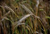 Hordeum vulgare